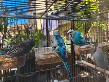 Cocorite pappagalli