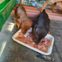 Bassotti nani con pedigree