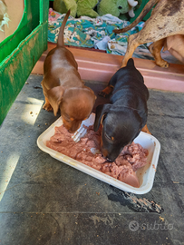 Bassotti nani con pedigree