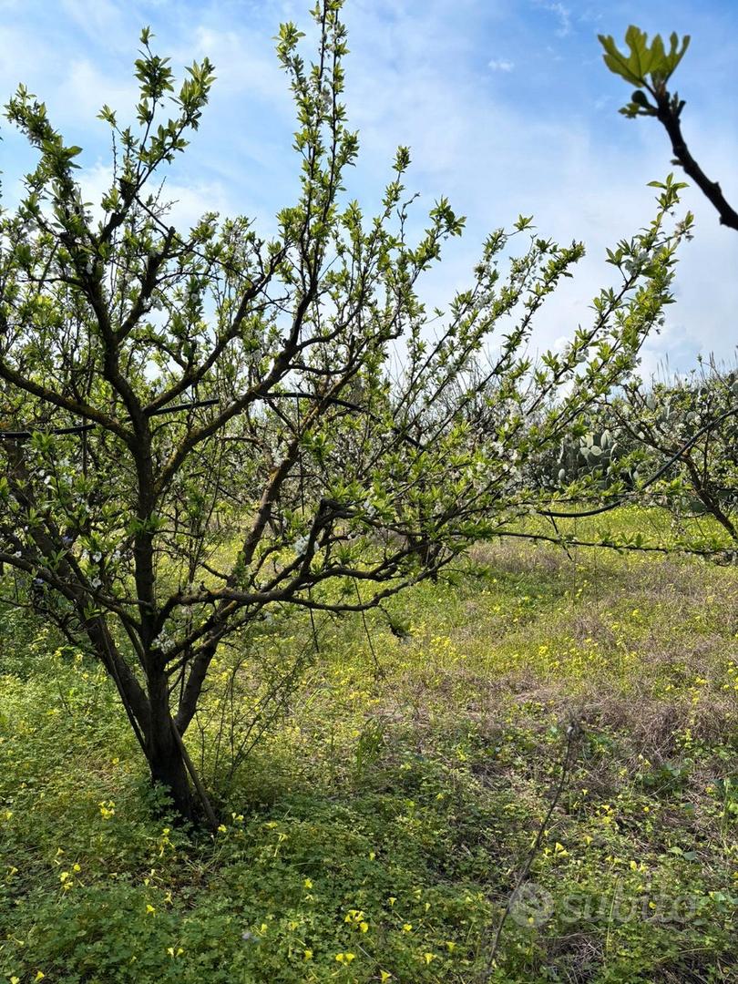 Terreno agricolo - Vista 5