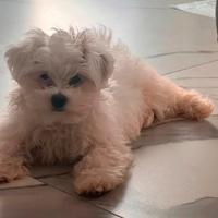 Maltese femminuccia 3 mesi