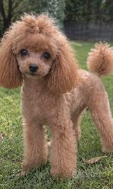 Barbone femmina toy adulta con pedigree