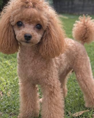 Barbone femmina toy adulta con pedigree
