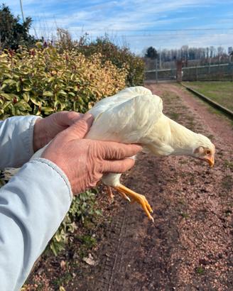 Galline livornesi
