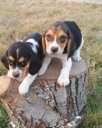 Beagle cuccioli stupendi e giocherelloni