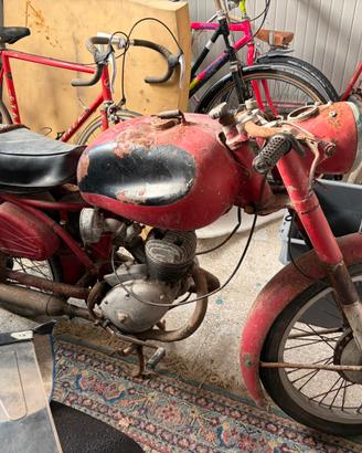 Benelli leoncino