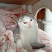 Scottish fold