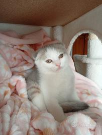 Scottish fold