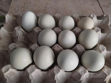 Materiale gallato color turchese