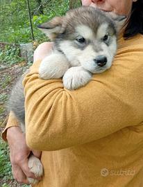 Alaskan Malamute