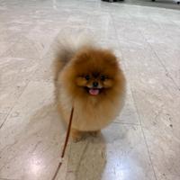 ACCOPPIAMENTO Monta Volpino pomerania TOY 2kg