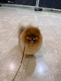 ACCOPPIAMENTO Monta Volpino pomerania TOY 2kg