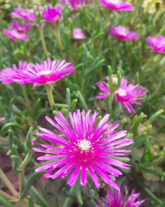 Pianta Lampranthus