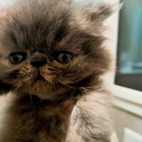 Cucciola Persiana