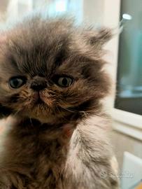 Cucciola Persiana