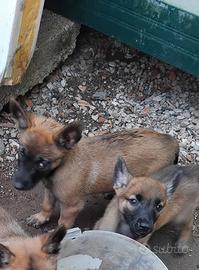 Pastore belga malinois cuccioli