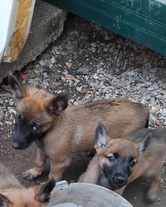 Pastore belga malinois cuccioli