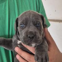 Cuccioli cane corso
