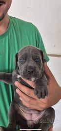 Cuccioli cane corso