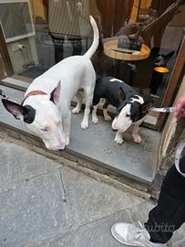 Monta x bull terrier