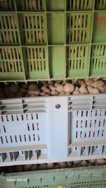 Patate in Bins