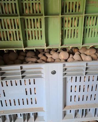 Patate in Bins