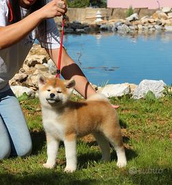 Femmine di akita Inu