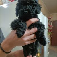 Cucciola di barboncino