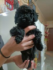 Cucciola di barboncino