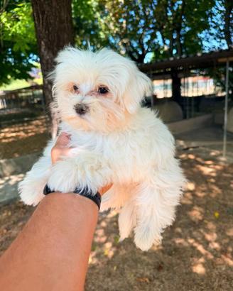 Maltese