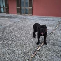 Femmina di mastino napoletano