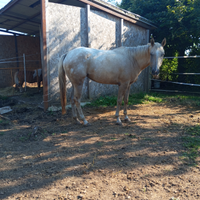 Pensione per cavalli