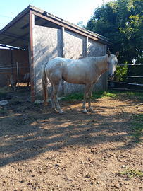 Pensione per cavalli