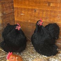 Galline