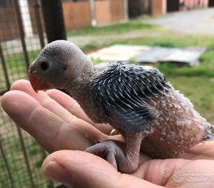 Parrocchetto dal collare