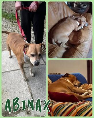Abinax