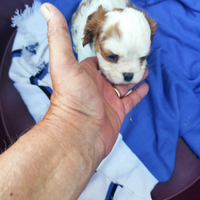 Cucciolo cavalier king bianco arancio maschio