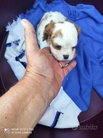 Cucciolo cavalier king bianco arancio maschio