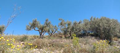  n 4 ulivi secolari 2000 € luno più espianto 