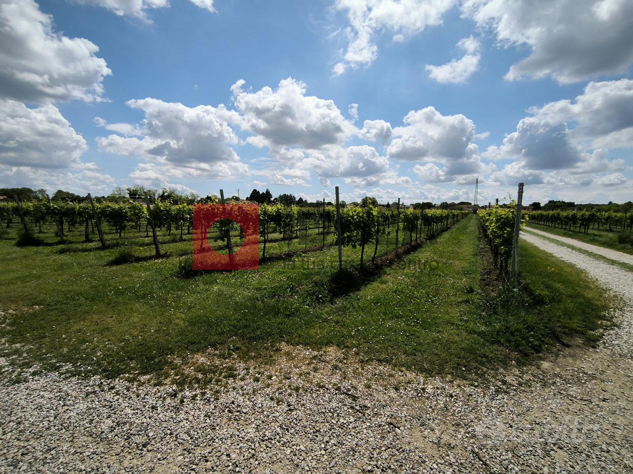 TERRENO AGRICOLO VIGNA GLERA BIOLOGICIO RIF "MFS2 - Vista 5