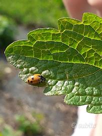 terra e letame per orti e giardini