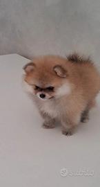 Cuccioli di spitz pomerania
