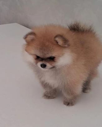 Cuccioli di spitz pomerania