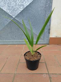 Pianta palma Chamaerops Humilis vaso 14 h 30 -35