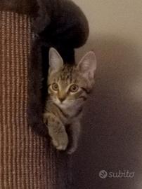 Gattina meravigliosa a Pordenone