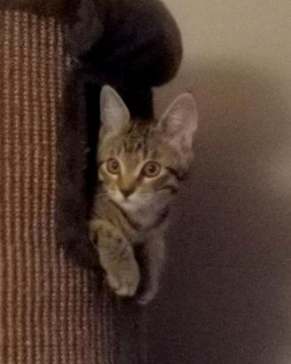 Gattina meravigliosa a Pordenone