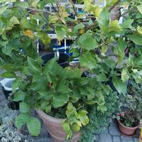 pianta limone 