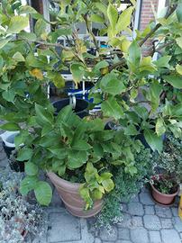 pianta limone 