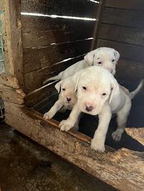 Cuccioli di dogo argentino 