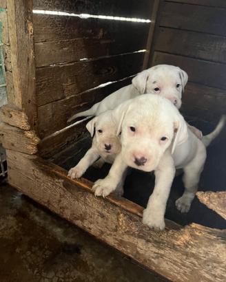 Cuccioli di dogo argentino 